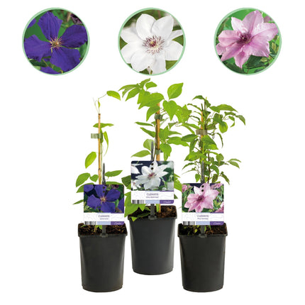 Kletterpflanze Clematis Tricolour – Mehrfarbige Blüten Rosa Weiß Lila – Wenig Pflege – 3 Pflanzen – 11cm Höhe 40cm – Für Garten, Balkon & Pergolen