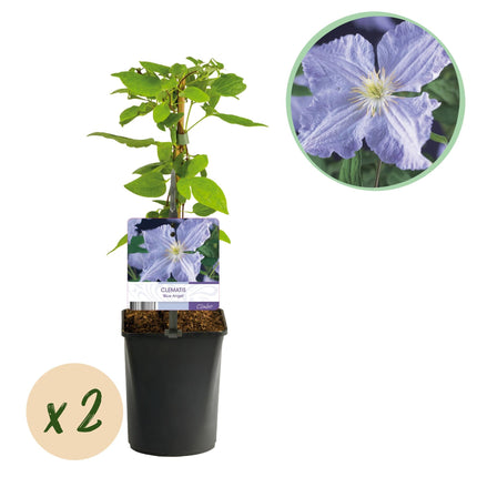 Clematis 'Blue Angel' – 2er Set – Kletterpflanze mit hellblauen Blüten – Ø11 cm – Höhe ca. 40 cm – Pflegeleicht – Blüht Frühling bis Sommer – Für Spaliere & Pergolen