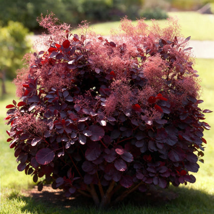 Cotinus coggygria Lilla – 12cm – Höhe ca. 35cm – Purpurrotes Laub & lila Sommerblüte – Laubabwerfender pflegeleichter Perückenstrauch für Beet, Balkon & Terrasse