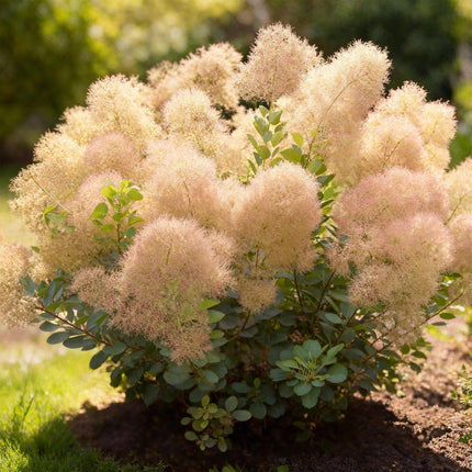 Cotinus coggyria Young Lady – 12cm – Höhe ca. 35cm – Rosa Sommerblüte & grünes Laub