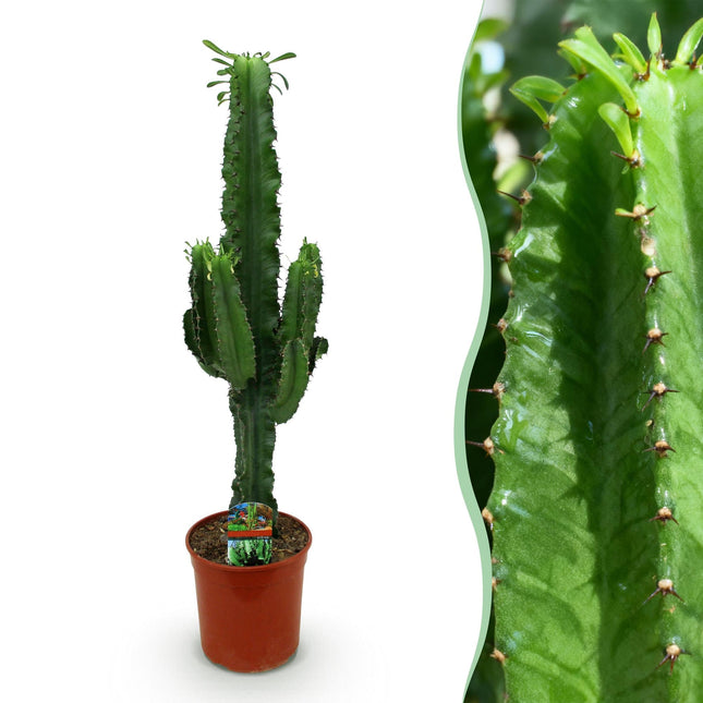 Wolfsmilchkaktus Euphorbia Eritrea – Afrikanischer Milchbaum – 70cm – 19cm – Pflegeleichte Sukkulente mit markanten Stängeln – Robuste Zimmerpflanze