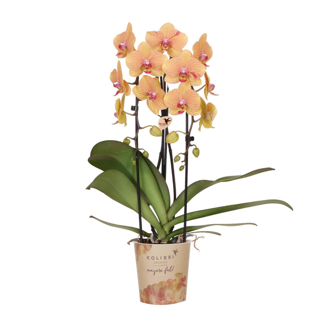 Phalaenopsis Orchidee Sunny Bunny – Ø12cm – Gelb-Rosa blühende Zimmerpflanze – Niagara Fall Kollektion – Blühende Orchidee frisch vom Züchter