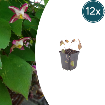 Elfenblume Epimedium rubrum – Elfenblume – 10-25cm – Ø9cm – Winterharte Schattenstaude mit rotrosa Blüten – Bodendecker für Garten & Gehölzrand