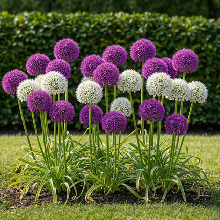 Blumenzwiebeln Allium Purple White Mix – 15 Stück – Lila & weiße Zierlauch-Blüten – Für Beet, Balkon & Terrasse – Pflegeleicht