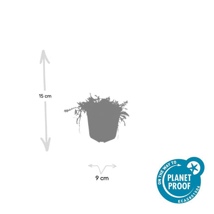 Fiederpolster Leptinella squalida – ↕10-25cm – Ø9cm – 40 Pflanzen – Bodendecker, Immergrün, Farnartige Blätter, Schattentauglich, Pflegeleicht
