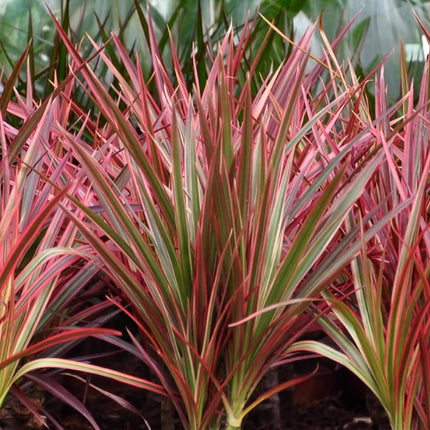 Dracaena Magenta – Zwei pflegeleichte Drachenbäume im dekorativen Korb – 17cm – Höhe 70-80cm – Rot – Grüne Zimmerpflanzen für Innenräume