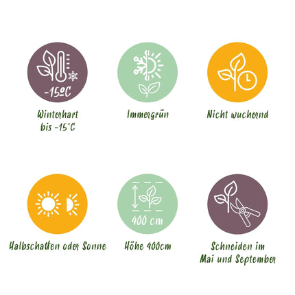 Ovalblättriger Liguster Ligustrum ovalifolium – Immergrün – Heckenpflanze – Blatt Grün – 6 Pflanzen – 1 m laufend – Pflegeleicht – 17cm Höhe 55cm