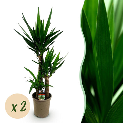 Palmlilie Yucca Elephantipes – 2 Pflanzen – 100cm – 21cm – Pflegeleichte Palmlilien mit langen, schmalen Blättern – Robustes Zimmerpflanzen