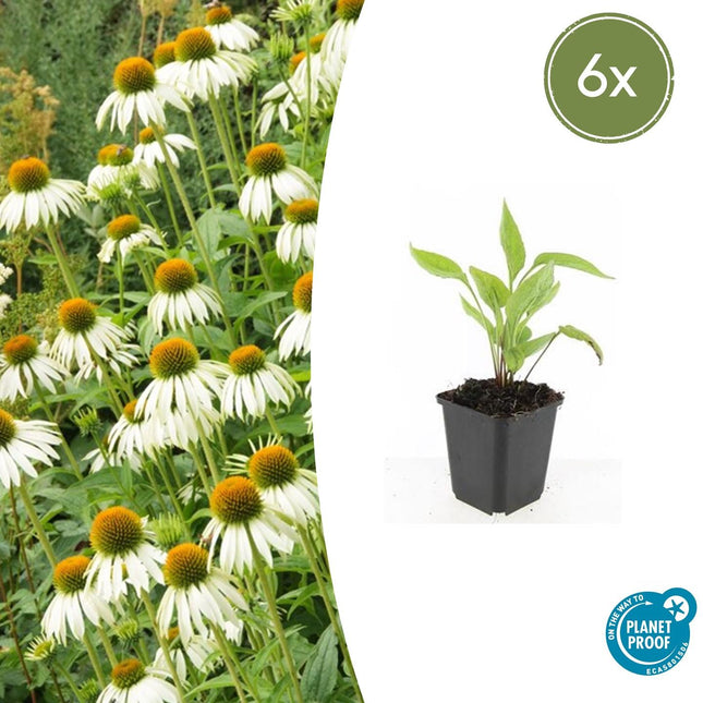 Scheinsonnenhut – Echinacea purpurea 'White Swan' – ↑10-25cm – Ø9cm – 6 Pflanzen – Weiße Blüten, Bienen