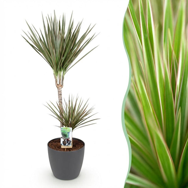 Dracaena Marginata Bicolor Drachenbaum Zimmerpflanze mit grauem Topf Ø21cm Höhe 90-100cm Pflegeleicht große Grünpflanze für Zimmer & Büro Raumdeko