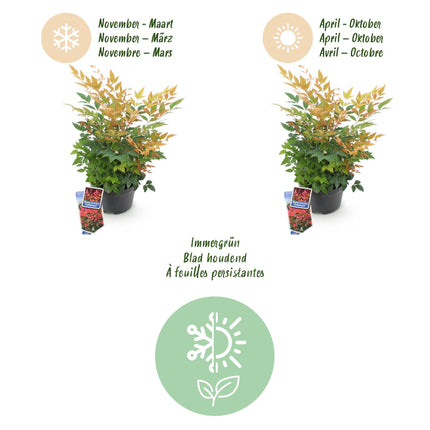 Nandina Gulfstream – 2 Pflanzen 17cm Höhe ca.45cm – Immergrün & farbwechselnd – Orange – Rot – Laub für Beet Balkon Terrasse