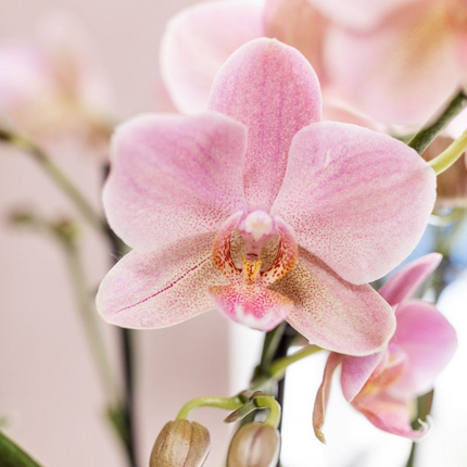 Kombi-Angebot 2x Phalaenopsis Treviso – Altrosa Orchideen – Ø12cm – 2-3 Blütentriebe – Edle Zimmerpflanzen mit seltener Blütenfarbe – Frisch vom Züchter