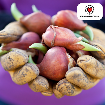 Dow Jones Tulpenzwiebeln – 20 Blumenzwiebln – Rot-Gelb Gestreifte Tulpen – Für Garten & Topf