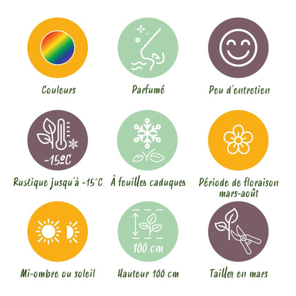 Staudenset – Duftende Blumen – 24 Stauden Ø11cm – Für ca. 3 m² – Bienenfreundlich & pflegeleicht – Verschiedene Farben & Blütezeiten – Ideal für sonnige Beete