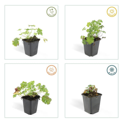 Cambridge Storchschnabel – Geranium cantabrigiense 'Biokovo' – ↕10-25cm – Ø9cm – 6 Pflanzen – Weiß – rosa Blüten – Bodendecker – Pflegeleicht