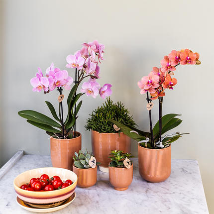 Phalaenopsis Orchideen – 4 Pflanzen – Treviso – Altrosa – Ø9cm – Blühende Zimmerpflanzen – Elegante Deko-Orchideen – Ideal für Wohnzimmer, Küche & Büro – Frisch vom Züchter
