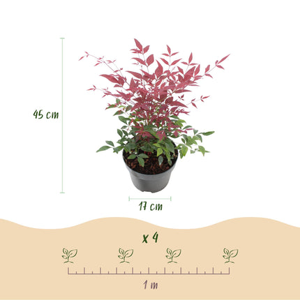 Nandina Obsessed – 2 Pflanzen 17cm Höhe ca.45cm – Immergrün & farbintensiv – Rotes Laub für Beet Balkon Terrasse