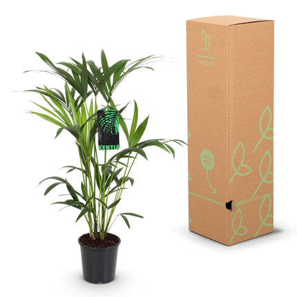 Howea Forsteriana – Kentia – Palme – 80-85cm – 19cm – Pflegeleichte Zimmerpalme mit eleganten Wedeln