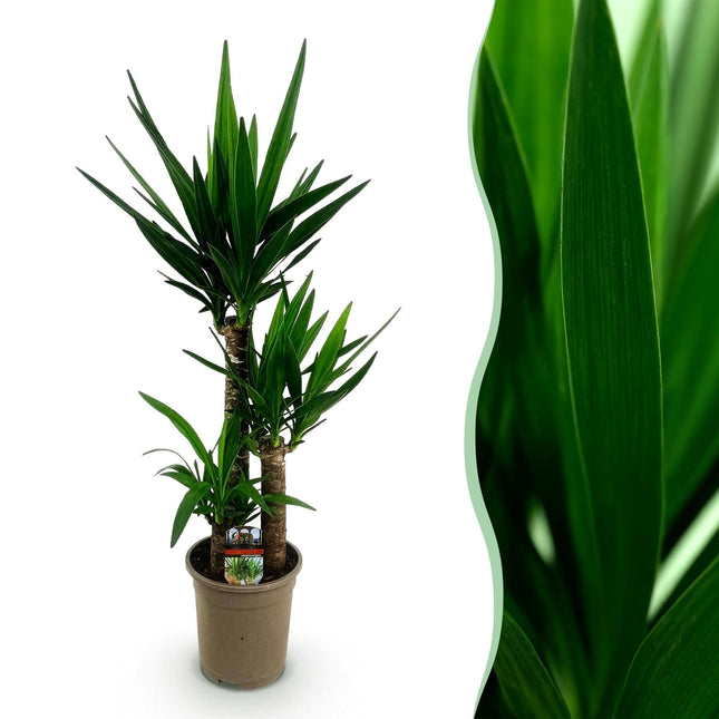 Palmlilie Yucca Elephantipes – 100cm – 21cm – Pflegeleichte Palmlilie mit langen, spitzen Blättern