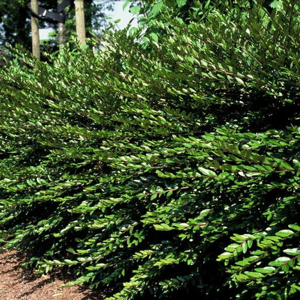 Lonicera pileata – Zwerg-Geißblatt – 24 Pflanzen – 9cm – Immergrüner Bodendecker – ↕10–25cm – Pflegeleichte & winterharte Flächenbegrünung für Sonne & Schatten