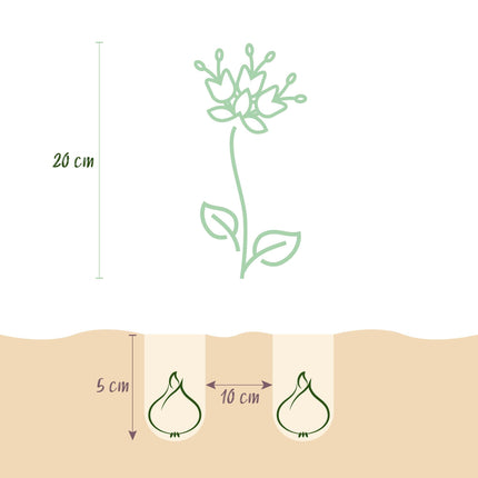 Blumenzwiebeln Fritillaria Meleagris Schachbrettblume Mix – 30 Blumenzwiebeln – Lila & Weiße Kiebitzeier-Blumen – Frühblühende Zwiebeln für Beet, Balkon & Terrasse – Pflegeleicht