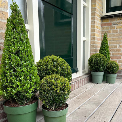 Stechpalme Ilex crenata Pyramide – ↨55 cm – Ø21 cm – Immergrüner, winterharter Buchsbaum-Ersatz für Garten, Terrasse & Topf