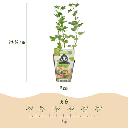 Grüne Stachelbeere Ribes uva – crispa Hinnonmaki Grün winterhart 3 Pflanzen Höhe 30cm Ø9cm – für Garten Beet Balkon & Terrasse