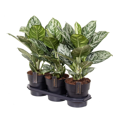 Aglaonema 'Jungle Silver' – Ø19cm – Höhe ca. 60cm – Elegante Zimmerpflanze mit silbrig-grünen Blättern – Pflegeleichte & luftreinigende Grünpflanze für Wohnzimmer, Büro & Schlafzimmer