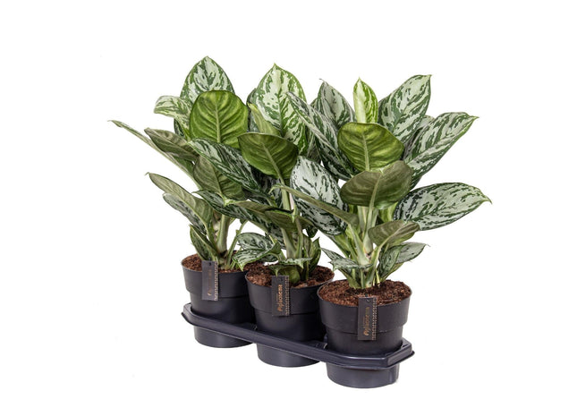 Aglaonema 'Jungle Silver' – Ø19cm – Höhe ca. 60cm – Elegante Zimmerpflanze mit silbrig-grünen Blättern – Pflegeleichte & luftreinigende Grünpflanze für Wohnzimmer, Büro & Schlafzimmer