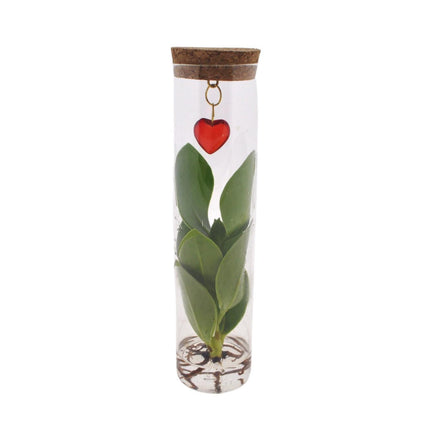 Clusia im Glasröhrchen mit Herzanhänger – Mix in Tube Glas + Jewel – Ø7cm – ↕15cm – Stilvolle Zimmerpflanze im Glas – Perfekte Geschenkidee