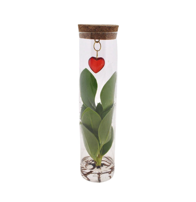 Clusia im Glasröhrchen mit Herzanhänger – Mix in Tube Glas + Jewel – Ø7cm – ↕15cm – Stilvolle Zimmerpflanze im Glas – Perfekte Geschenkidee