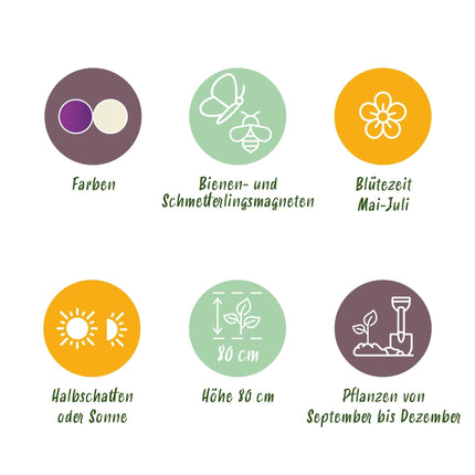 Blumenzwiebeln Allium Purple White Mix – 15 Stück – Lila & weiße Zierlauch-Blüten – Für Beet, Balkon & Terrasse – Pflegeleicht