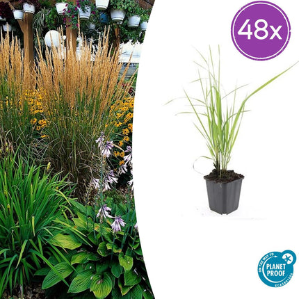 Calamagrostis acutiflora ‘Karl Foerster’ – 48 Pflanzen – ↕10-25cm – Ø9cm – Winterhartes Ziergras – Aufrechter Wuchs – Pflegeleicht – Für Beete & Rabatten