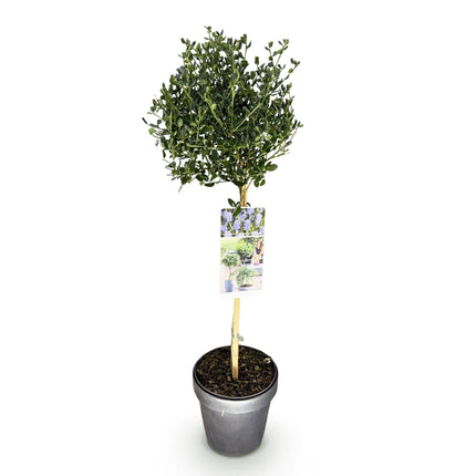 Säckelblume Ceanothus impressus Victoria Ø19cm Höhe90cm – Immergrüne Terrassenpflanze mit lila Blüten – Winterharter Zierstrauch für Balkon & Garten