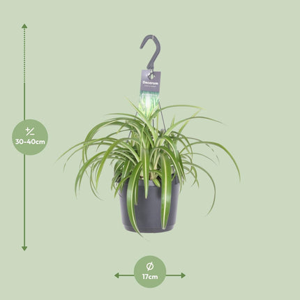 Chlorophytum Comosum 'Bonnie' Grünlilie – Ø17cm Höhe ca. 35cm – Pflegeleichte Zimmerpflanze mit geschwungenen Blättern