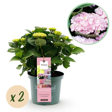 Hydrangea macrophylla Magical Revolution Pink – Gartenhortensie – 2 Pflanzen – Topf 23cm – Höhe 55cm – Rosa Blüten – Balkonpflanze – Sommerblüte