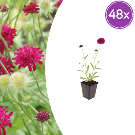 Knautia macedonica – 48 Pflanzen – Ø9cm – Höhe 10-25cm – Winterharte Staude – Tiefrote Blütendolden – Bienen