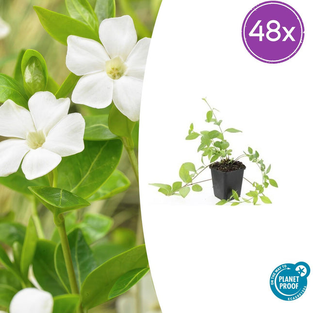 Großblättriges Immergrün Vinca major 'Alba' – 48 Pflanzen – ↕10-25 cm – Ø9 cm – Immergrüner Bodendecker mit weißen Blüten – Pflegeleicht & winterhart