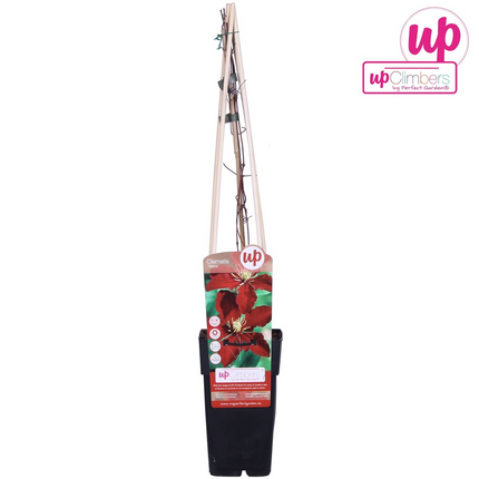 Clematis Niobe – Rote Blüten – Kletterpflanze – Ca. 65 cm hoch – Ø15 cm – Reichblühend & winterhart – Für Spalier, Zaun & Kübel