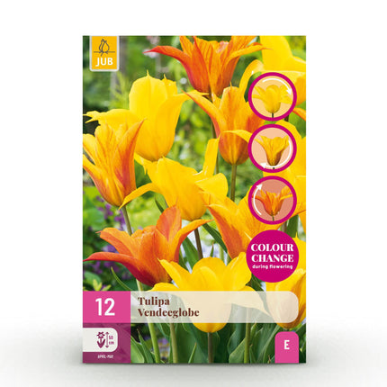 Blumenzwiebeln Tulipa Vendeeglobe – Gelb – 12 Stück – Zwiebelgröße 11/12 – Leuchtende Tulpen für Garten, Balkon & Terrasse – Frühjahrsblüher