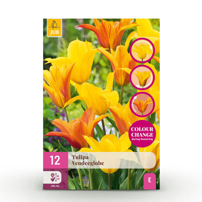 Blumenzwiebeln Tulipa Vendeeglobe – Gelb – 12 Stück – Zwiebelgröße 11/12 – Leuchtende Tulpen für Garten, Balkon & Terrasse – Frühjahrsblüher