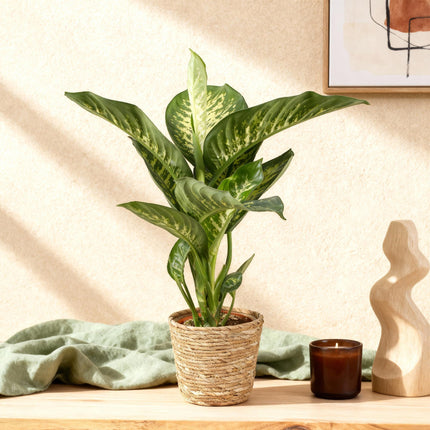 Dieffenbachia Tropic Snow – 21cm – Höhe 90-100cm – Pflegeleichte bunt gemusterte Zimmerpflanze für Wohnzimmer, Büro und stilvolle Innenräume