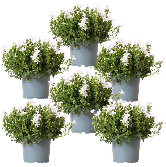 Campanula Addenda Ambella weiß 6er Set – Glockenblume weiß Topfgröße 12cm – winterhart, lang blühend – Bodendecker für ca.1m²