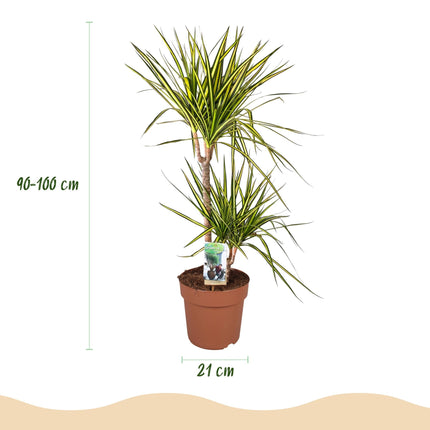 Dracaena Sunray Pflanze Mit Weißem Topf Ø21cm Höhe ca.90-100cm Drachenbaum Grün Gelb Pflegeleicht Großpflanze Für Wohnzimmer Büro & Empfangsbereich