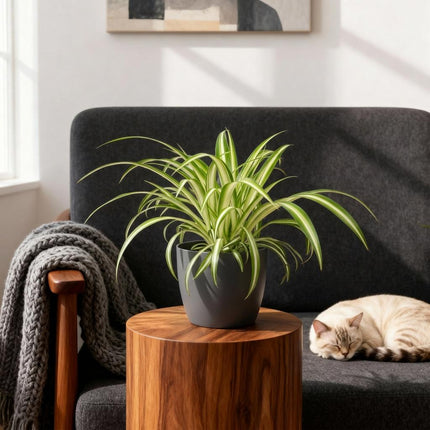 Chlorophytum comosum Variegatum Pflanze Mit Grauem Topf Ø12cm Höhe ca.20cm Bunte Graslilie Haustierfreundlich Luftreinigend Für Zimmer Büro &