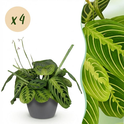 Maranta Fascinator Lemon Lime 4er Set Pflanzen Mit Grauem Topf Ø12cm Höhe ca.25cm Gebetspflanze Grün Haustierfreundlich Pflegeleicht Für Zimmer