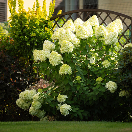 Rispenhortensie – Hydrangea panniculata Limelight – Blüte Limonengrün-Cremeweiß – 3 Pflanzen für 1m² – Laubabwerfend – Große Blüten – 17cm – Höhe ca. 50cm