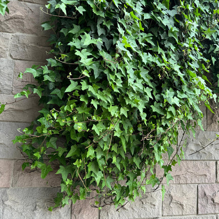 Kletterpflanze Hedera helix – Immergrün – Grüne Blätter – 11 cm x H40 cm – Pflegeleicht – Für Garten, Balkon & Innenräume