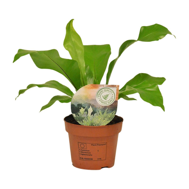 Rippenfarn – Asplenium Nidus – Zimmerpflanze – Ø12cm – ↕35cm – Pflegeleicht & Luftreinigend – Ideal für Halbschatten