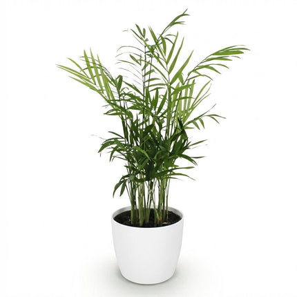 Chamaedorea elegans Pflanze Mit Weißem Topf Ø12cm Höhe ca.15cm Goldpalme Haustierfreundlich Luftreinigend Pflegeleicht Für Zimmer Büro & Schlafzimmer